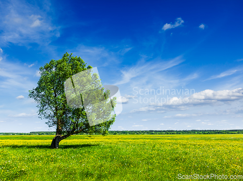 Image of Spring summer green field scenery lanscape with single tree