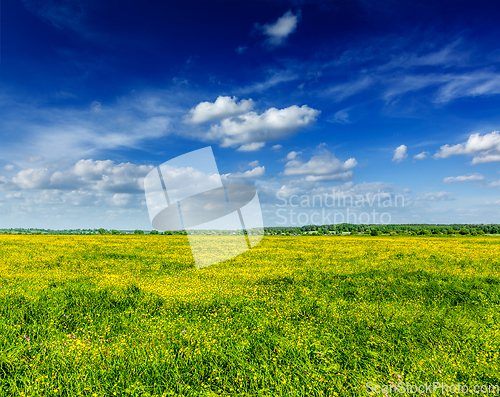Image of Spring summer background - blooming field meadow