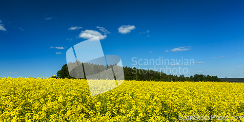 Image of Spring summer background - rape field with blue sky