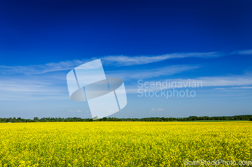 Image of Spring summer background - rape field with blue sky