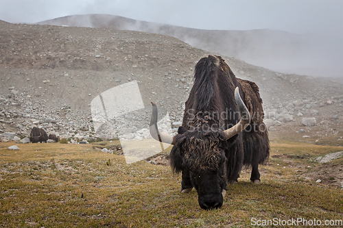 Image of Yak grazing in Himalayas