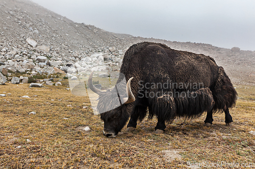 Image of Yak grazing in Himalayas