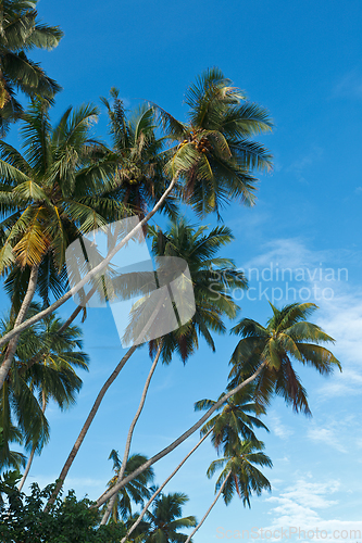 Image of Palms in sky