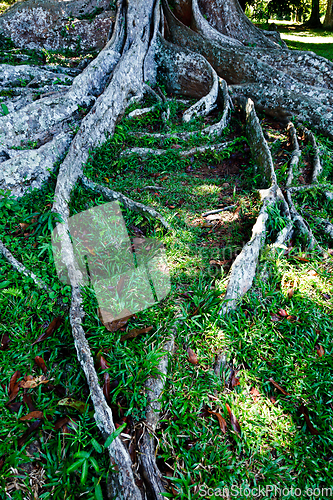 Image of Tree roots