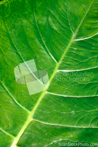 Image of Green leaf