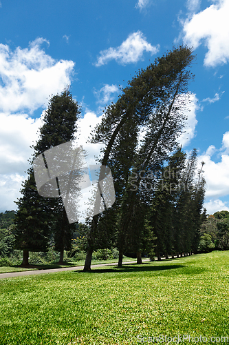 Image of Crooked Cook Pines (Araucaria columnaris)