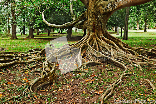 Image of Tree roots