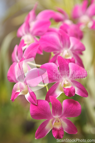 Image of Pink orchid