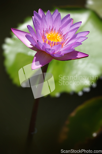 Image of Purple lotus