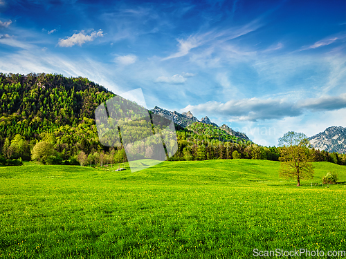 Image of Alpine meadow in Bavaria, Germany