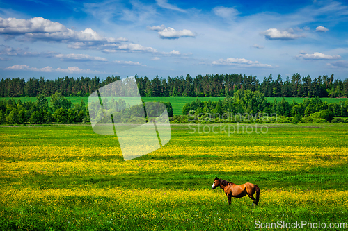 Image of Green scenery lanscape with horse