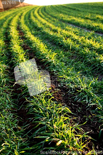 Image of Harvest