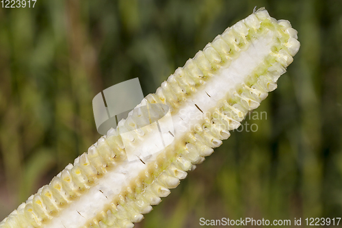 Image of corn cob cut along