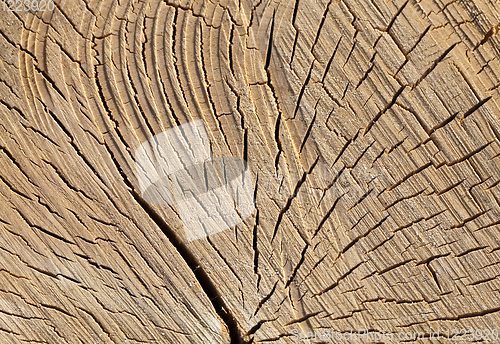 Image of cracked birch trunk