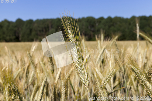 Image of spikelets of wheat