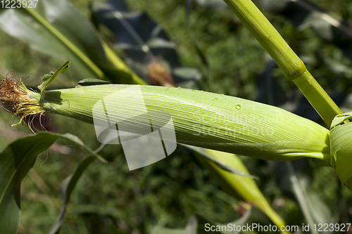 Image of drops of dew