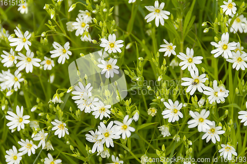 Image of forest flowers closeup