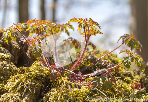 Image of forest plant detail