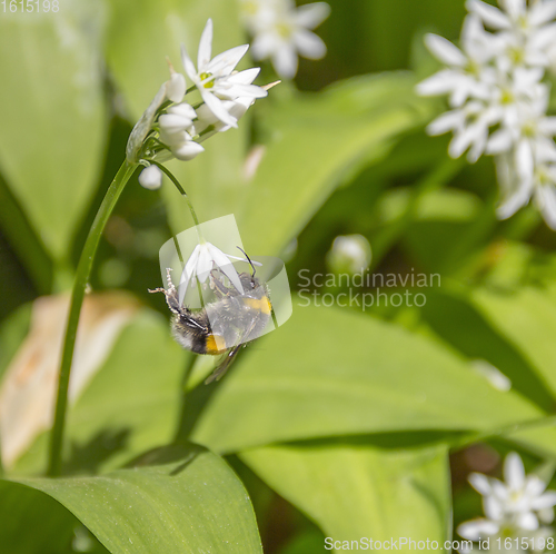 Image of bumblebee on ramsons flower