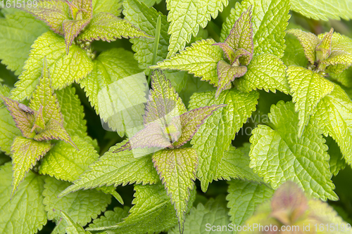 Image of flourish leaves closeup