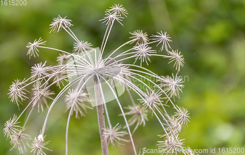 Image of sere flower head closeup