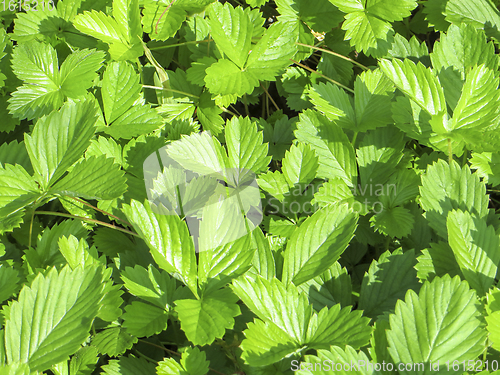 Image of sunny strawberry leaves