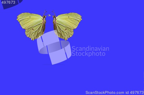 Image of brimstone butterflies