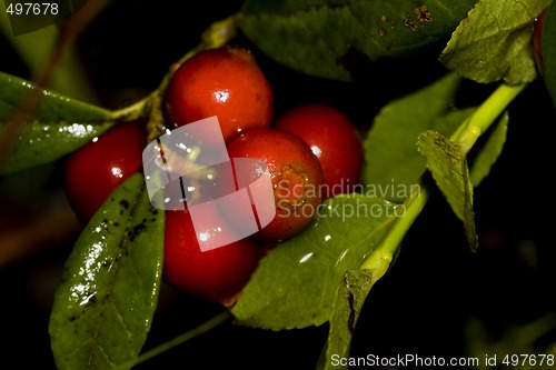 Image of Lingonberries