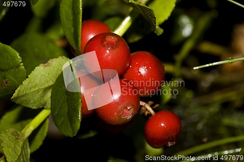 Image of lingonberries