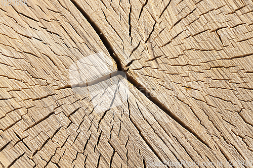 Image of old cracked birch