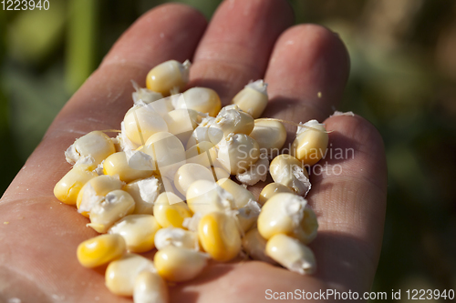 Image of lying in the hand the yellow seeds