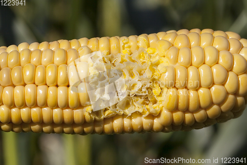Image of cob corn bite