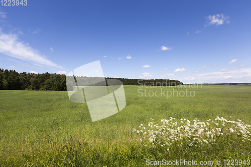 Image of summer landscape