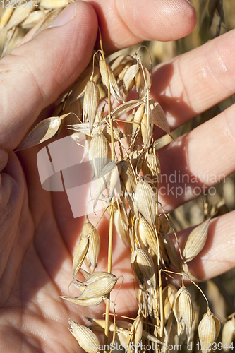 Image of hand ear oats