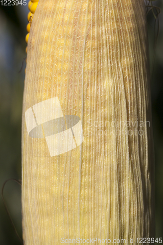 Image of yellow corn cob