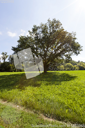 Image of oak tree