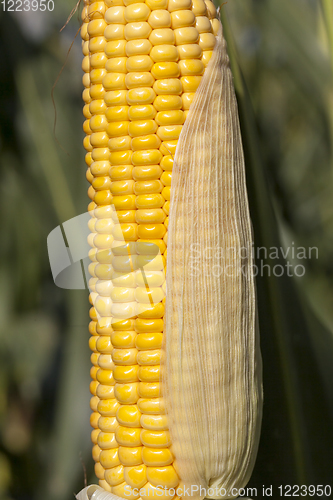 Image of corn leaf details