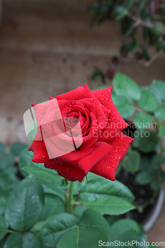 Image of Beautiful red rose with water drops