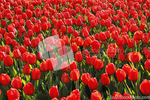 Image of Many beautiful red tulips close-up