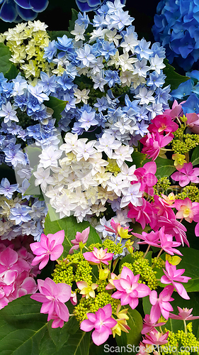 Image of Beautiful bright colorful flowers of Hydrangea