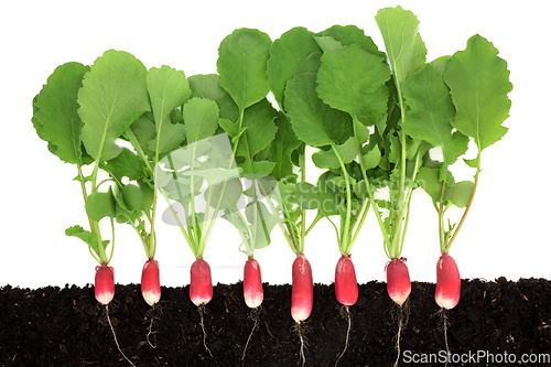 Image of Organic Radish Vegetable Plants Growing in Earth