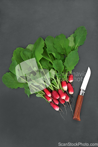 Image of Freshly Picked Radish Salad Vegetables