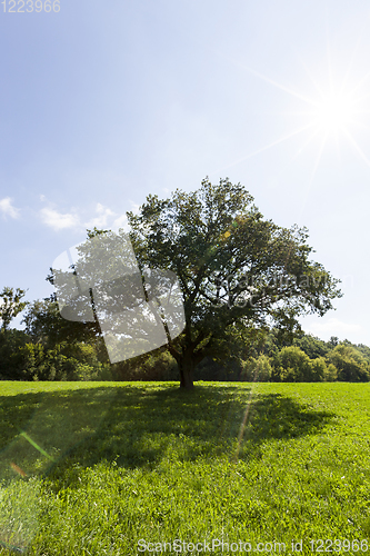 Image of oak with a wide crown