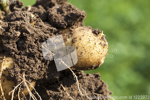 Image of delicious potato