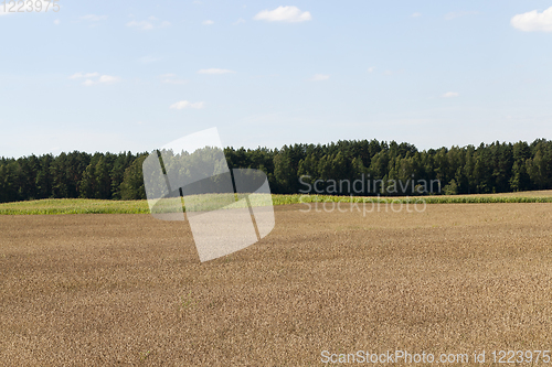 Image of field corn landscape