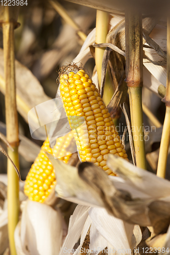 Image of corn cob