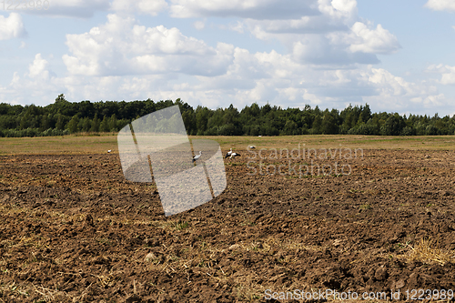 Image of stork field