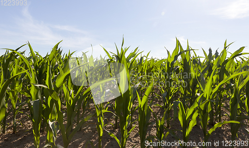 Image of green corn