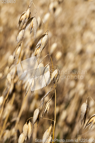 Image of oat dry