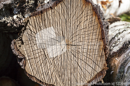 Image of cracked birch